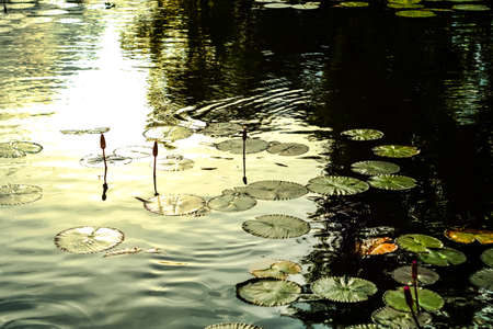 beautiful lotus flower in blooming at sunsetの写真素材