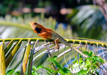Thai chameleon in garden close upの写真素材