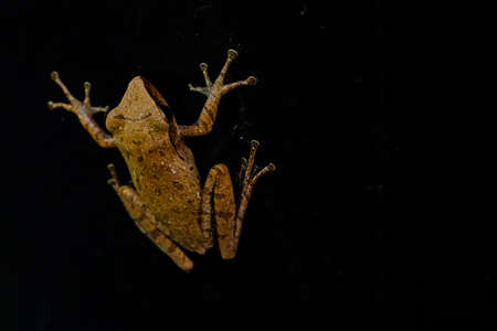 Frog isolated on black background (Rhocoprus Leucomystax)