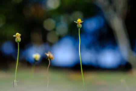 Grant Flower in green nature backgroundの写真素材