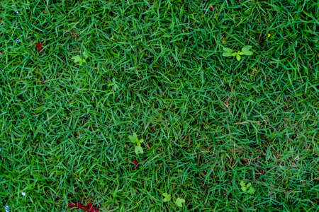 Grass background Golf Courses green lawn beautifully.