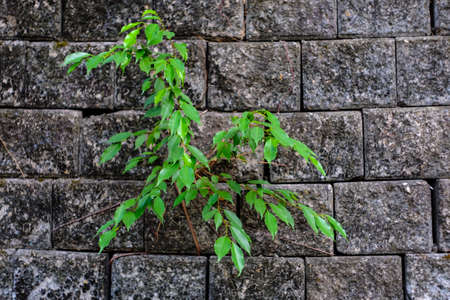 leaf growing through crack in old sand stone wall,survival concept.の写真素材