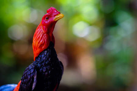 Chicken statue in the morning on the background of bokeh Nature (gamecock)の写真素材