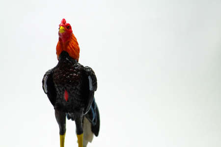 Chicken statue in the morning on white background (gamecock)の写真素材