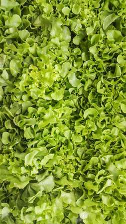 Hydroponics Vegetable ,the nutrition in the futureの写真素材