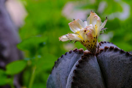 Closeup of yellow Opuntia ficus-indica flowersの写真素材