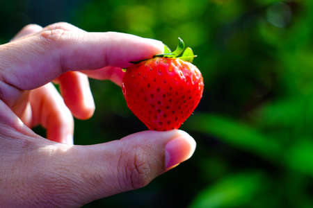 Handful of strawberries on nature background, The Sun, the sun shines from behindの写真素材