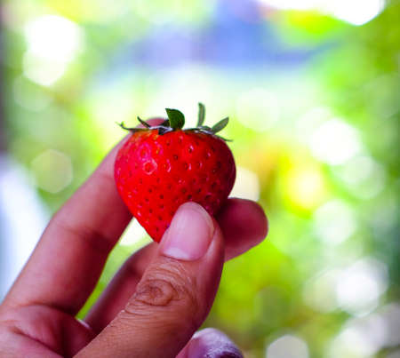 Handful of strawberries on nature background, The Sun, the sun shines from behindの写真素材