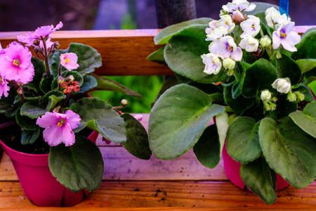 African violets in a garden settingの写真素材