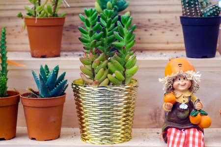 Cute ornamental things of cactus plantsの写真素材