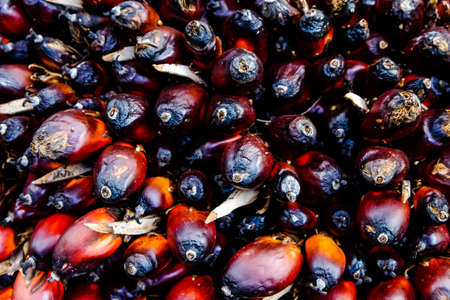 Fresh palm oil fruits background, closeupの写真素材