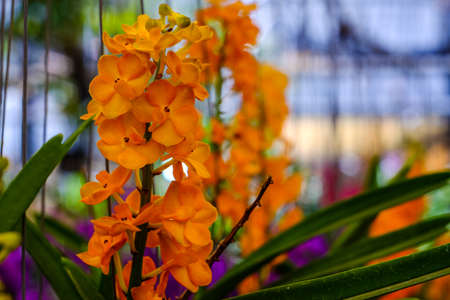 Orchid flower in the garden at winter or spring day for postcard beauty agriculture idea concept...