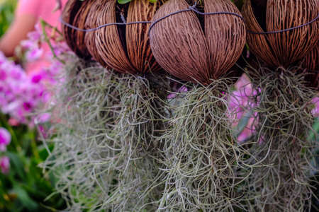 vertical garden by spanish moss, blur background