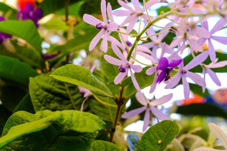 Orchid flower in the garden at winter or spring beauty agriculture and beeの写真素材