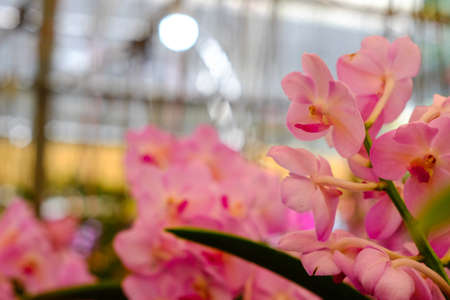 Orchid flower in the garden at winter or spring day for postcard beauty agriculture idea concept...