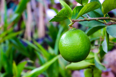 Lime tree with fruits closeup