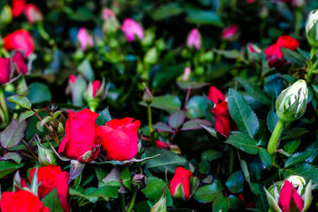 Beautiful roses in garden, roses for Valentine Day.の写真素材