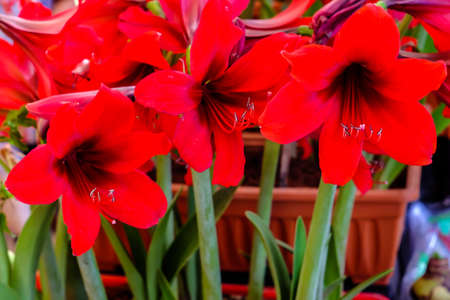 Red Lilly flower blooming in gardenの写真素材