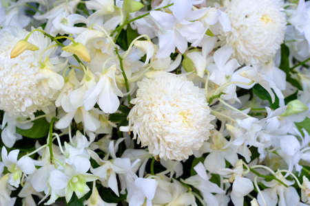 Orchid flower in tropical garden.Phalaenopsis Orchid flower growing on Tenerife,Canary Islands.Orchids.Floral background.Selective focus.の写真素材