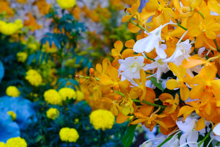 Orchid flower in tropical garden.Phalaenopsis Orchid flower growing on Tenerife,Canary Islands.Orchids.Floral background.Selective focus.の写真素材
