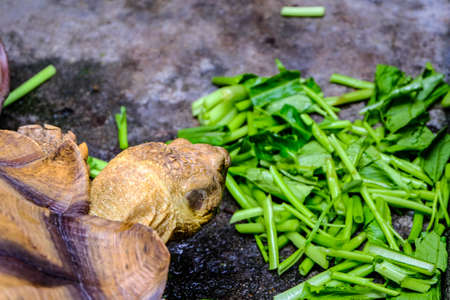 sulcata tortoise - Astrochelys sulcata - feeding. Animal portrait.の写真素材