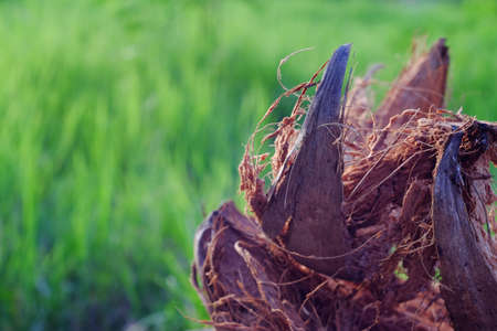 dry coconut skin in the gardenの写真素材