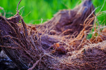 dry coconut skin in the gardenの写真素材