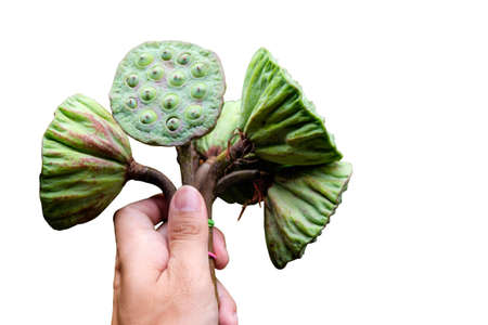The Lotus pods in hand on a white background, isolatedの写真素材