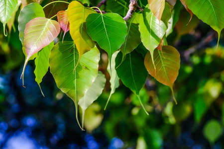 Green leaves of Spotted sicklefish, Drepane punctata tree, Symbol of Buddhism tree, Thailandの写真素材