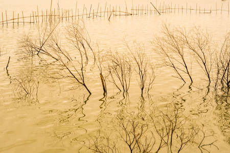 Dead dry tree drown golden sea