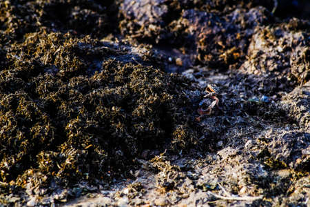 Buffalo stool on the floor.Dung.Organic fertilizerの写真素材