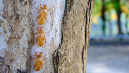 Beautiful nature scene macro cicada molting. Showing of eyes and wing detail.Cicada in the wildlife nature habitat using as background or wallpaper.Cicada insect stick on tree in tropical rain forest.の写真素材