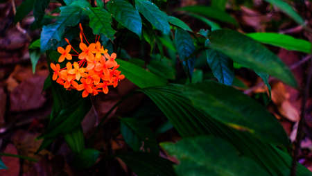 Ixora flower.Orange spike flower. King Ixora blooming (Ixora chinensis). Rubiaceae flower.Ixora...