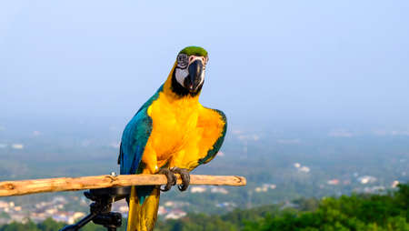 Blue-and-yellow macaw (Ara ararauna), Macaw parrotの写真素材