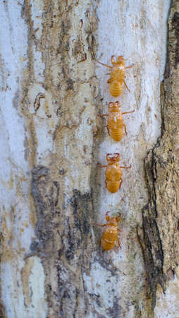 Beautiful nature scene macro cicada molting. Showing of eyes and wing detail.Cicada in the wildlife nature habitat using as background or wallpaper.Cicada insect stick on tree in tropical rain forest.の写真素材