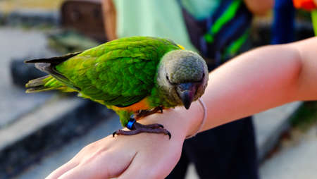 Colorful yellow parrot, green cheeked conure (Aratinga solstitialis), standing on the branchの写真素材