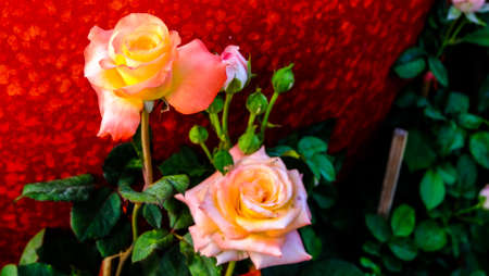 Beautiful roses in garden, roses for Valentine Day.の写真素材