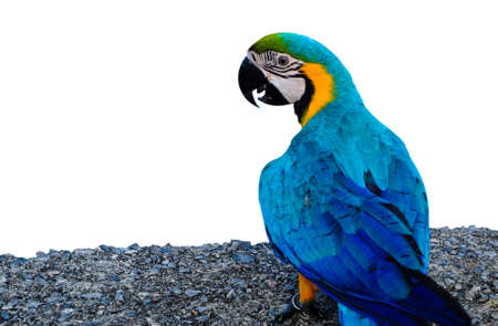 Blue-and-yellow macaw (Ara ararauna), Macaw parrot
