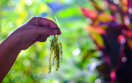 Seaweed ,Healthy Food , Oval sea grapes seaweed, blur backgroundの写真素材