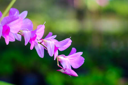 Orchid flower in tropical garden.Phalaenopsis Orchid flower growing on Tenerife,Canary...