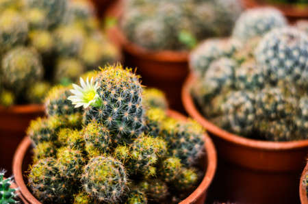 Collection of various cactus and succulent plants in different pots.の写真素材