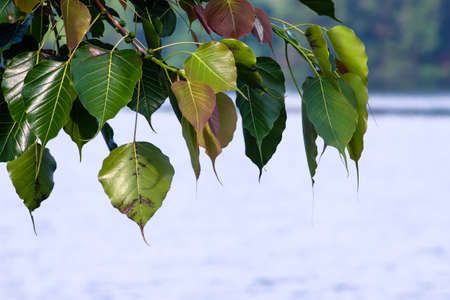 Green leaves of Spotted sicklefish, Drepane punctata tree, Symbol of Buddhism tree, Thailand