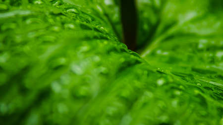 Large beautiful drops of transparent rain water on a green leaf macro. Drops of dew in the morning...