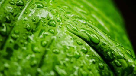 Large beautiful drops of transparent rain water on a green leaf macro. Drops of dew in the morning glow in the sun. Beautiful leaf texture in nature. Natural background.の写真素材