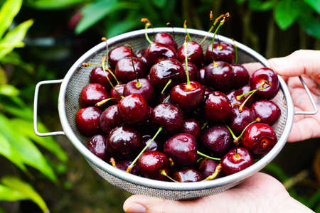 Cherries in a basket with water droplets, with gardeners carrying on natural backgrounds.の写真素材