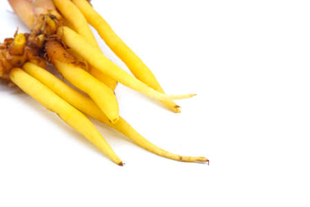 finger root  isolated on white background. thai herb.の写真素材