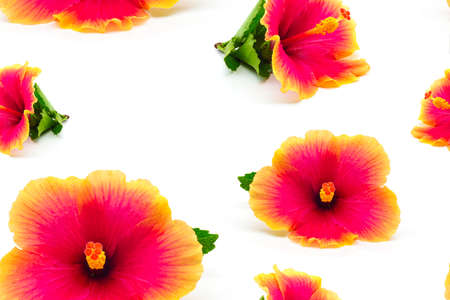 Hibiscus flowers seamless pattern isolated on white background.の写真素材