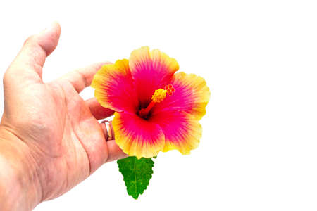 bright large flower of red and yellow hibiscus in hand isolated on white backgroundの写真素材