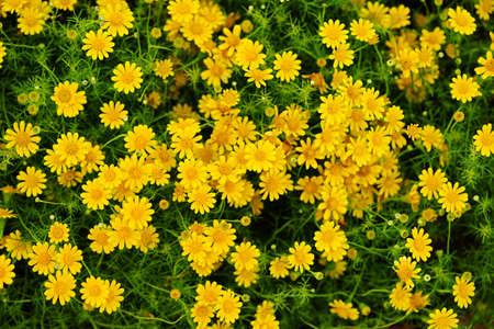 Top view spring background with beautiful yellow flowers are naturally blurred.