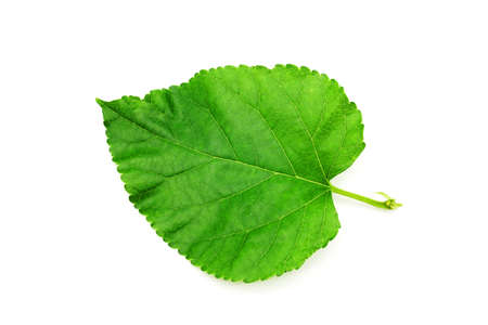 Green Mulberry leaf isolated on white background, Morus on Tree Used to Make Tea.